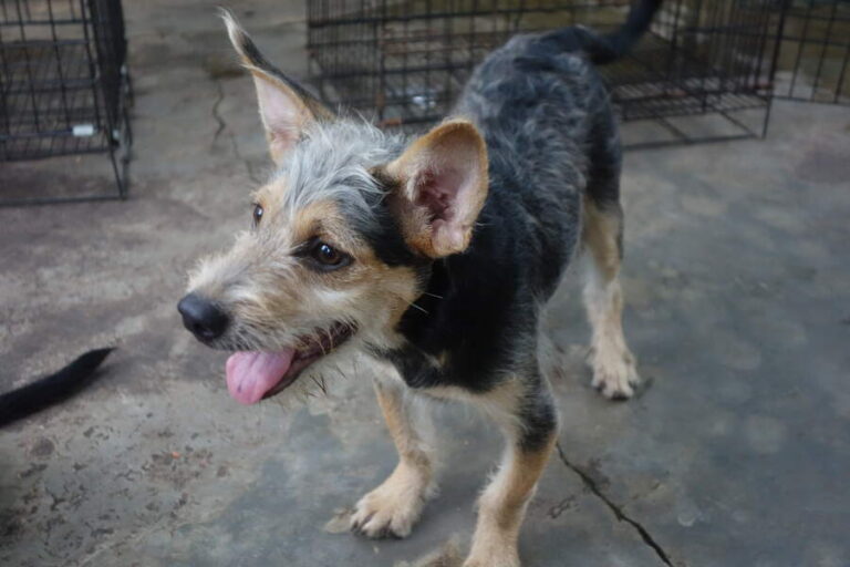 Binh
