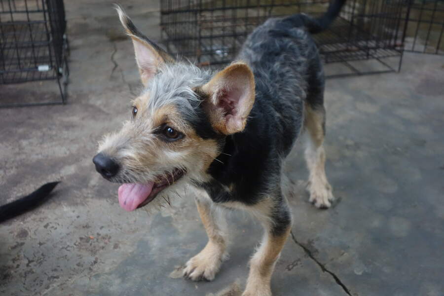Binh