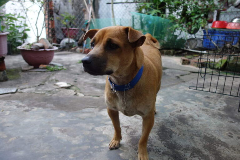 Suong